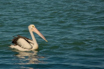 Australian pelican swimming in shallow water.