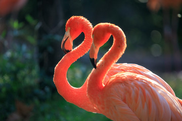 pink flamingo in zoo