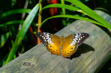 Butterfly on a log