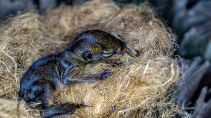 baby squirrel in the nest