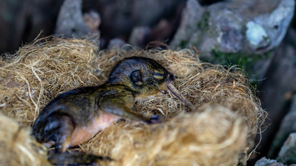 baby squirrel in the nest