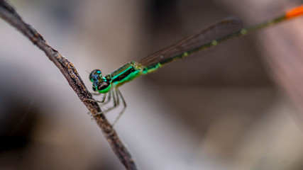 closeup of a dragonfly perching on the grass
