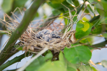 Little birds make enough nest.