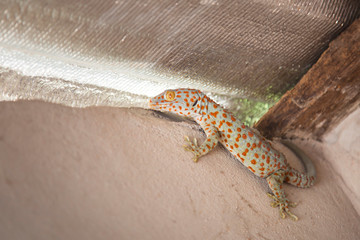 Scary animal geckos in the house.