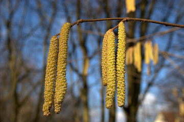 Fototapeta premium Haselnussblüte. Pollenstaub im Frühjahr