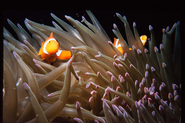 Clownfish Protecting his family in their Anenome Bed