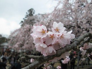 桜