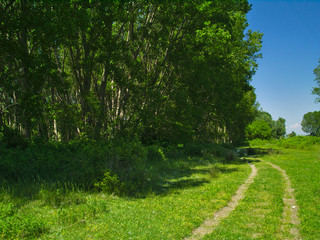 Tall green trees forest in Northern Greece and dirt road with vegetation.Bright blue sky.