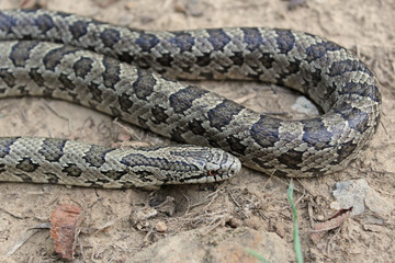 Prairie Kingsnake (Lampropeltis calligaster)