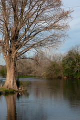 Fototapeta na wymiar Riverside Tree at Landa Park 