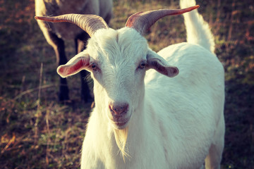 Obraz premium portrait of goat on meadow