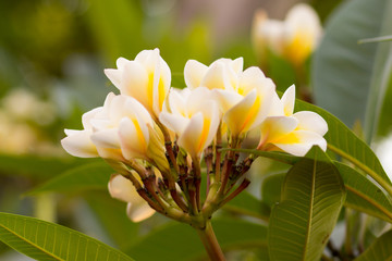 closeup of plumeria flower