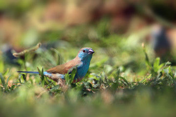 The blue waxbill (Uraeginthus angolensis), called blue-breasted cordon-bleu sitting in green grass.A small blue passerine sitting on the ground in a lot of green grass.