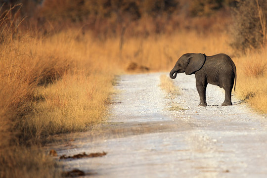 The African bush elephant (Loxodonta africana) the young  elephant standing on a gravel path with a chobot in his mouth. Baby on the road.
