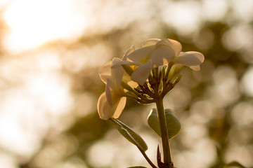 Beautiful of plumeria Flower