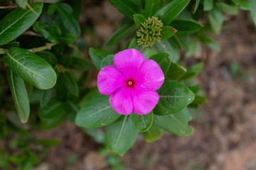 single Watercress flower