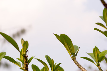 Beautiful of plumeria Flower