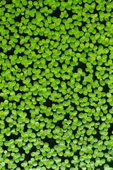 duckweed in the  Burnt sink