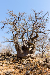 Baobab