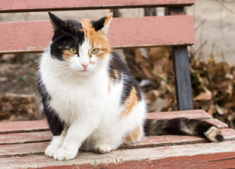 beautiful tricolor street cat