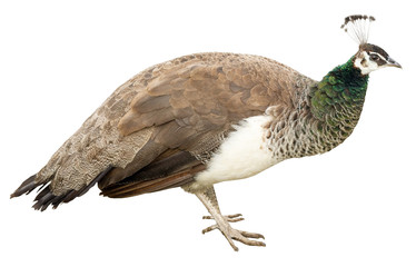 peacock female isolated on white