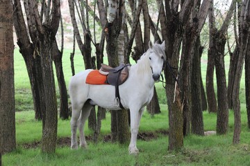 Obraz na płótnie Canvas White horse waiting on the farm
