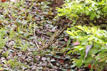 lizard on the branch