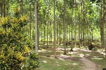 path in the forest. kauchuk trees