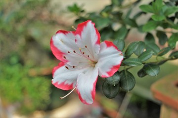 red and white flower