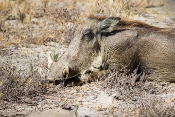 Warzenschwein