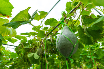 Technology for growing vegetables in greenhouses