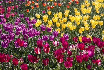colorful tulips close up