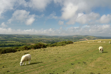 Fototapeta premium Sheep on Ballard Down above Corfe in Dorset