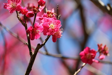梅満開
