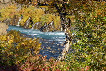 Birke (Betula) im Herbstkleid, Hraunafossar, Island