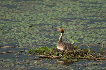 Great crested grebe / Podiceps cristatus
