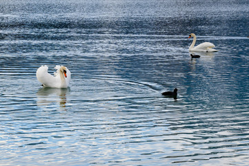 Schw&auml;ne und Blesshuhn