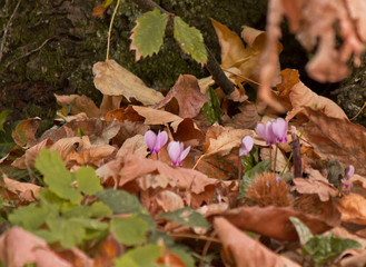 cyclamen in autumnal forest