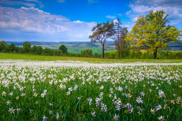 Fototapeta na wymiar Amazing summer landscape and white daffodils flowers in Transylvania, Romania