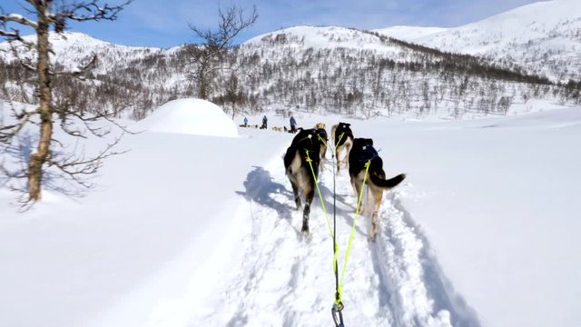 Static, point of view shot, of a pack of dogs dragging a sledge, between snowy mountains, following others, in Norwegian wilderness, on a sunny, spring day, in Norway
