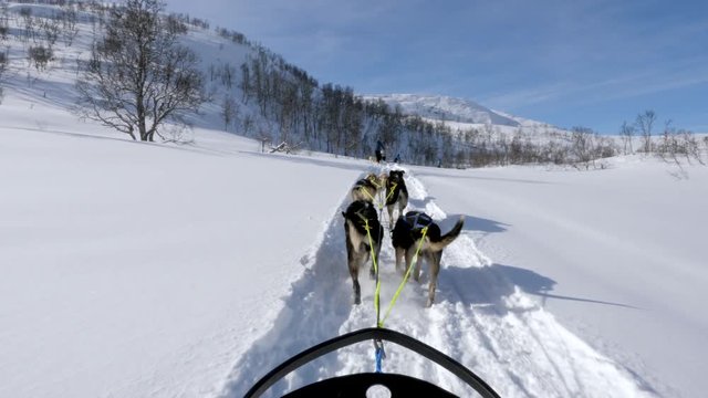 Point of view shot, of dogs sledding people around in sledges, between snowy mountains and leafless trees, in Norwegian wilderness, on a sunny, spring day, in Norway