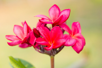 Beautiful of plumeria Flower