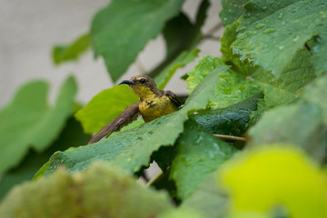 Female sun bird playing with the water droplets on the leaves.