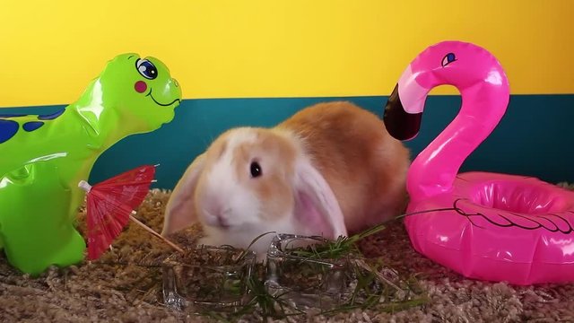 Cute mini bunny lop rabbit funny cute white ear bun short video