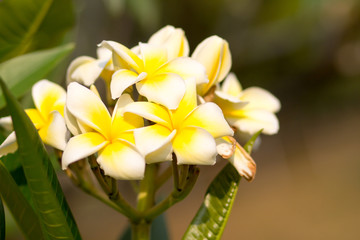Fototapeta na wymiar Beautiful of plumeria Flower