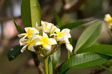 Beautiful of plumeria Flower