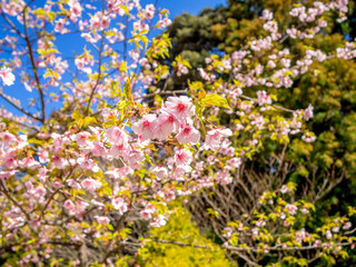【静岡県伊豆市】満開の桜【修善寺虹の郷】