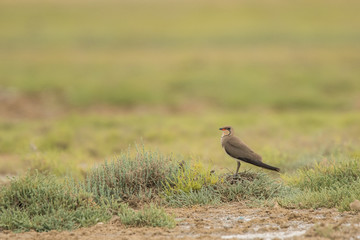 Collared pratincole / Glareola pratincola