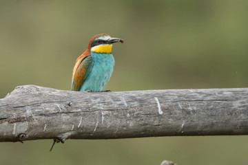 European Bee-eater  (Merops apiaster). Lake Kerkini. Greece