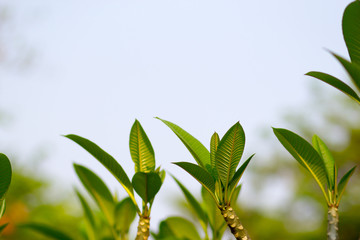 Beautiful of plumeria Flower